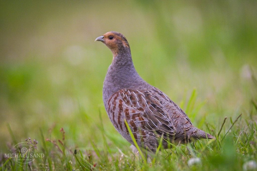 Sammenhæng mellem DJ’s markvildtslaug og den nye adaptive vildtforvaltning? Sammenhæng mellem DJ's markvildtslaug og den nye adaptive vildtforvaltning?