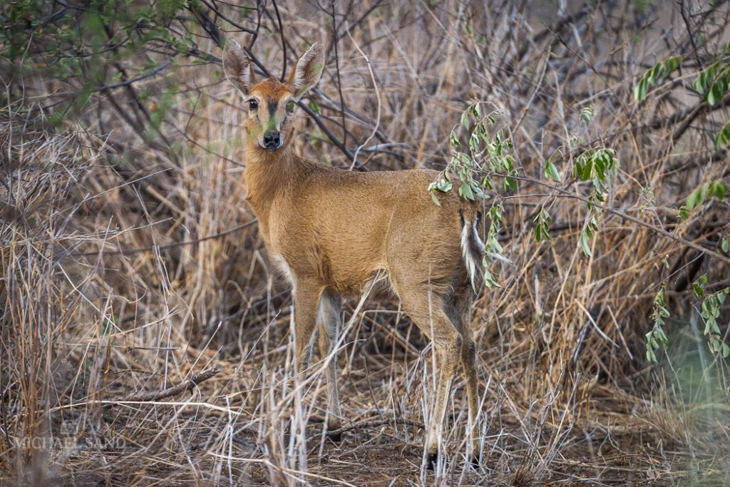 Dykkerantilope dræbt i Københavns Zoo dykkerantilope