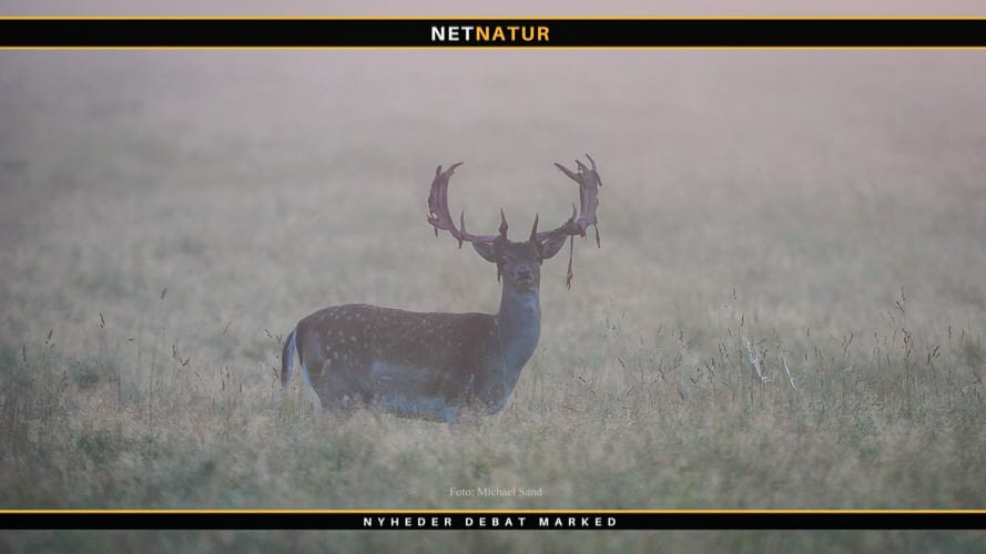 De regionale hjortevildtgrupper