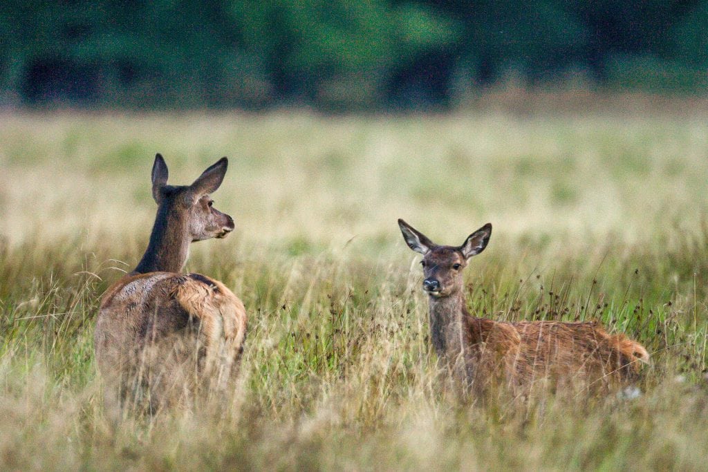 TV går helt tæt på et nedlagt krondyr TV går helt tæt på et nedlagt krondyr