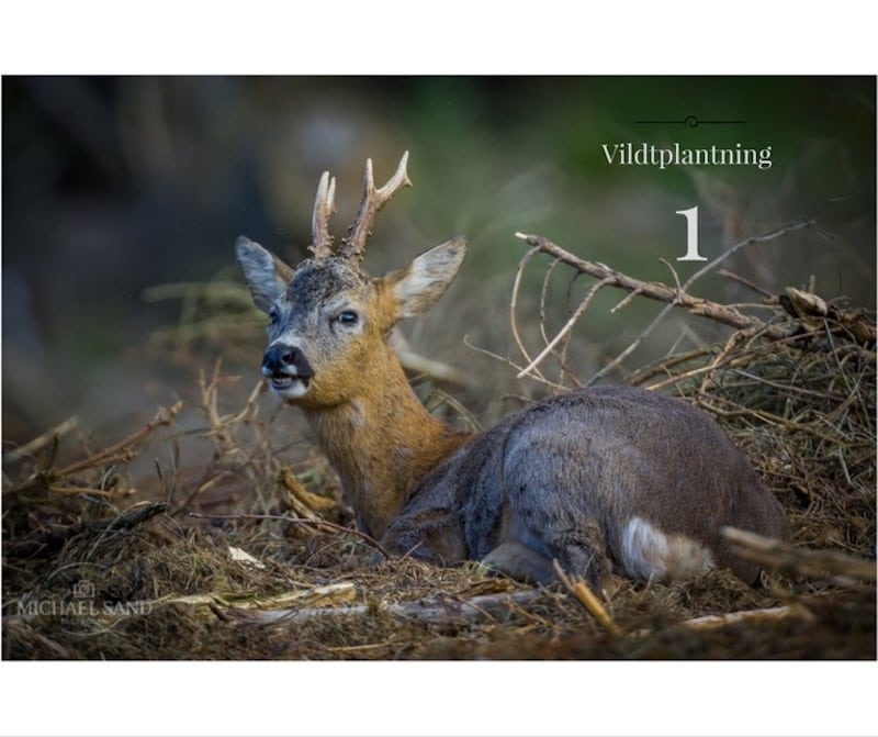Vildtplantning 1: Hvorfor skal man udføre terrænpleje? Vildtplantning 1: Hvorfor skal man udføre terrænpleje?