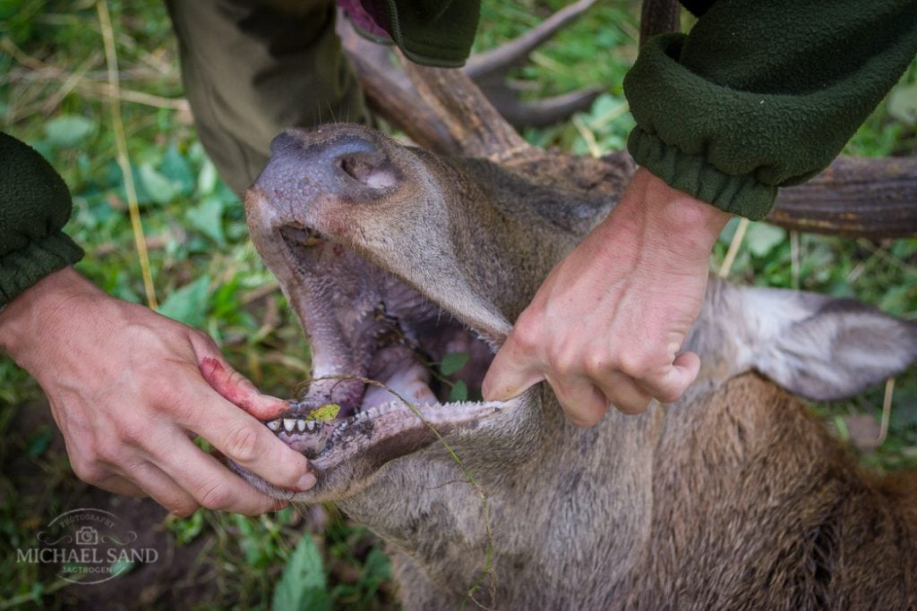 Administrator af hjortegruppe opfordrer til boycut af kæbeindsamling