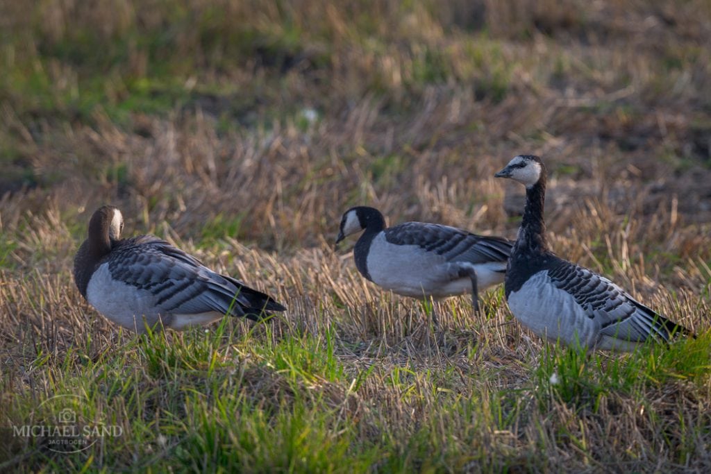 DOF: Bekæmpelse af gæs truer sjældne vadefugle