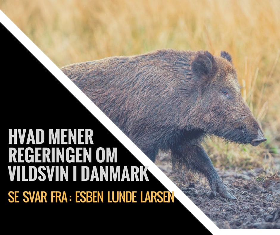 Esben Lunde Larsen om vildsvin i Danmark