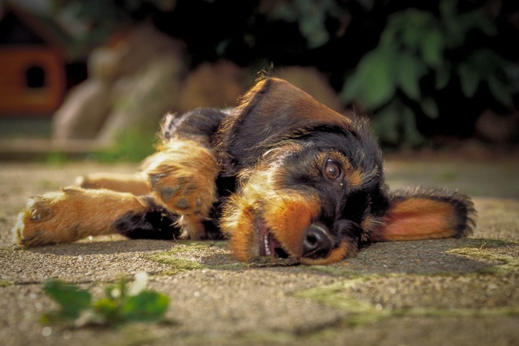 Hvalpe- eller hundesyge - hvad er det?