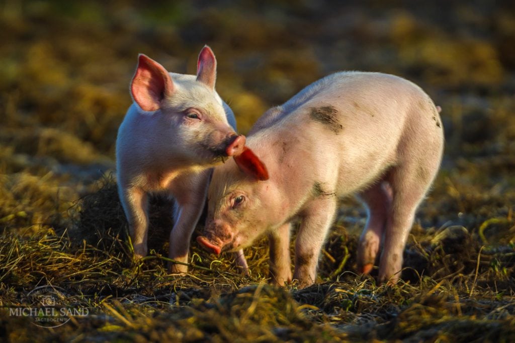 Økologisk grisekød hitter hos danske forbrugere