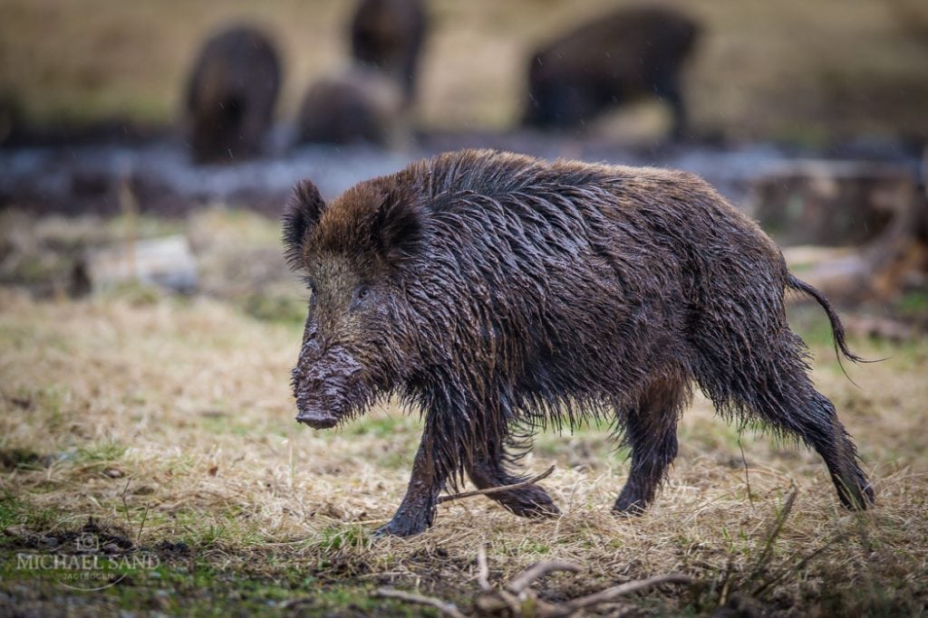 Professor efterlyser vildsvineplan Professor efterlyser vildsvineplan
