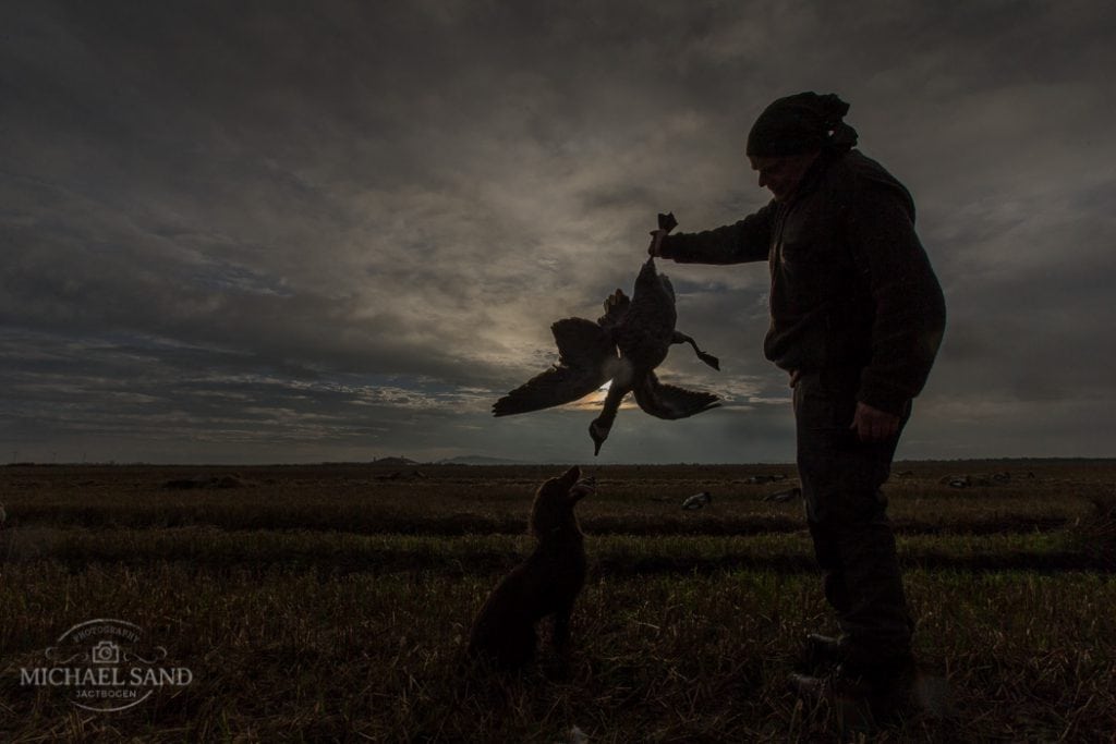 Fugleinfluenza fører til jagtforbud i Tyskland