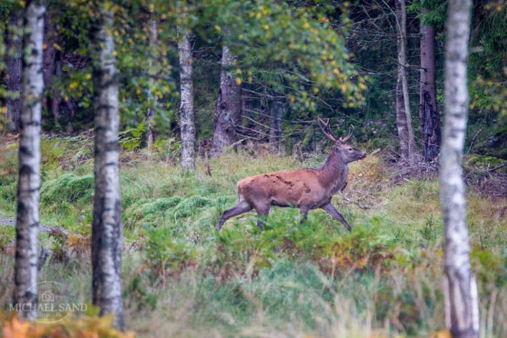 Flere betalingsjagter hos Naturstyrelsen Flere betalingsjagter hos Naturstyrelsen