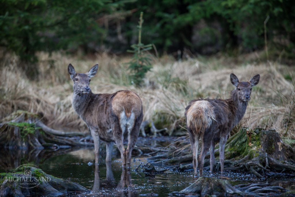 Klage over omtale af Facebook-afstemning