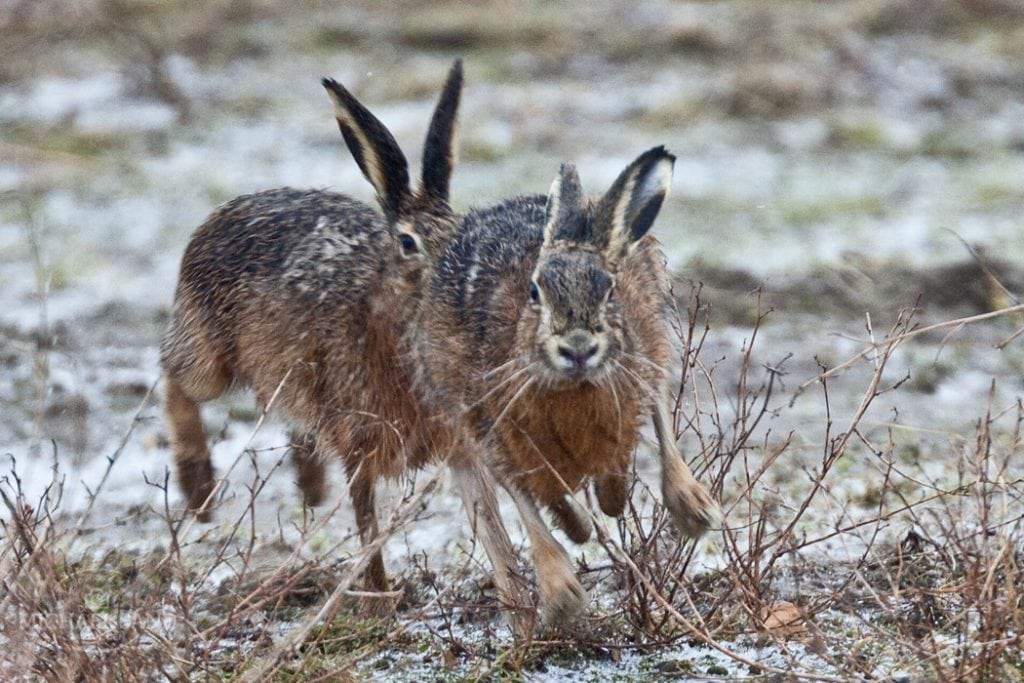 Haren - agerlandets langørede sprinter