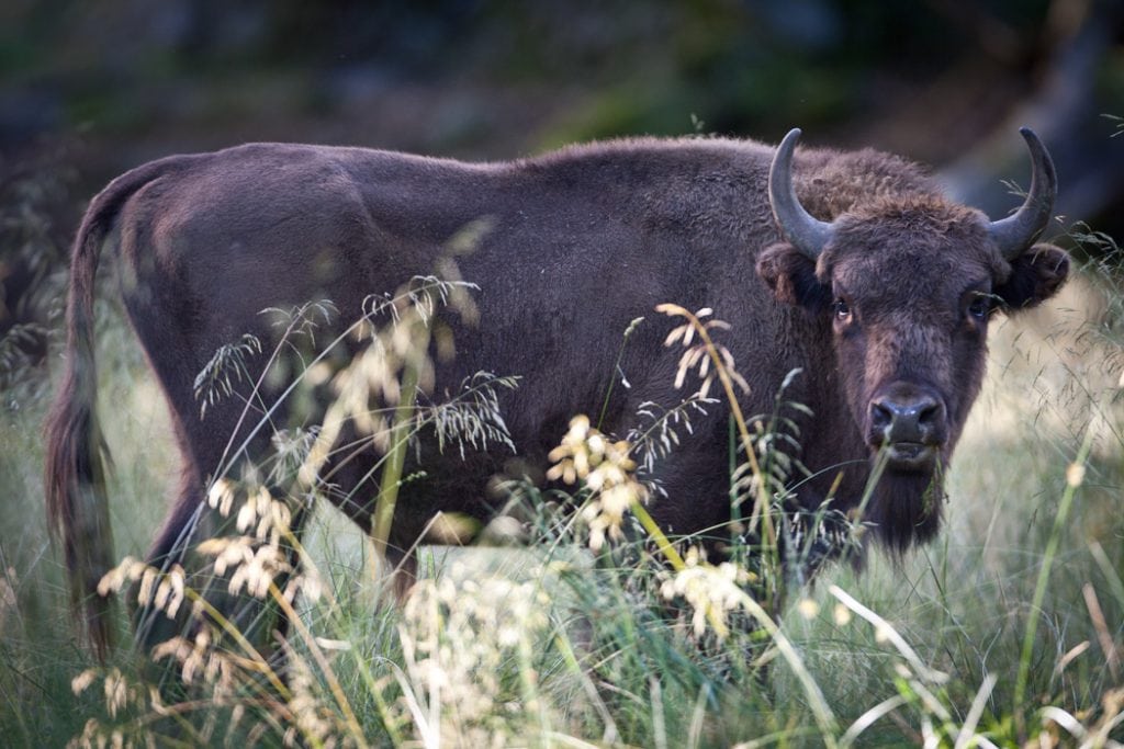 Trives Bornholms skovbisoner egentlig bedst uden for skoven ?