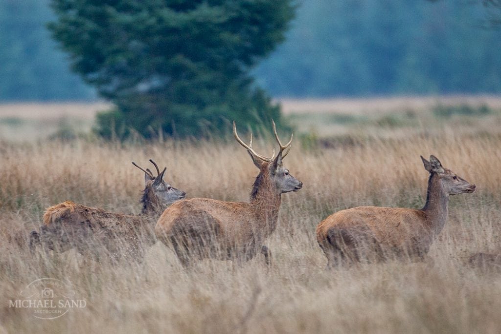 Jagt udlejes af Naturstyrelsen Vendsyssel