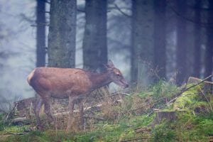 Skoleelever oplever jagt i National Park Thy