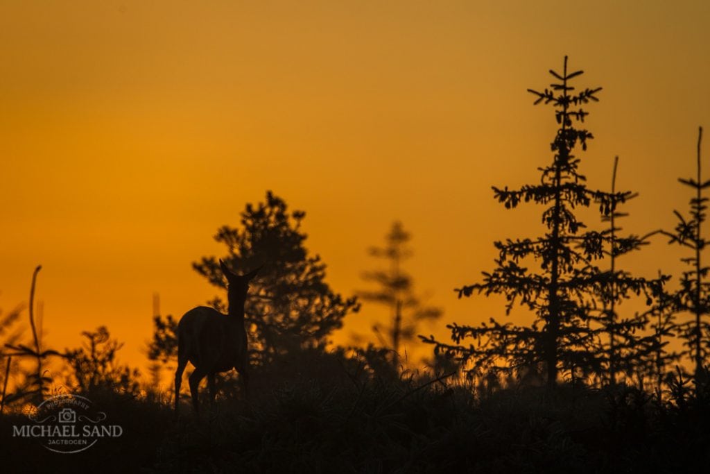 Juletræer fra Naturstyrelsen