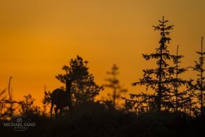 Juletræer fra Naturstyrelsen