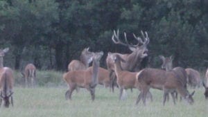 Egon Bennetsen giver svar på slet skjult tiltale