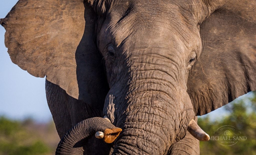 Elefant dræber safariguide Elefant dræber safariguide