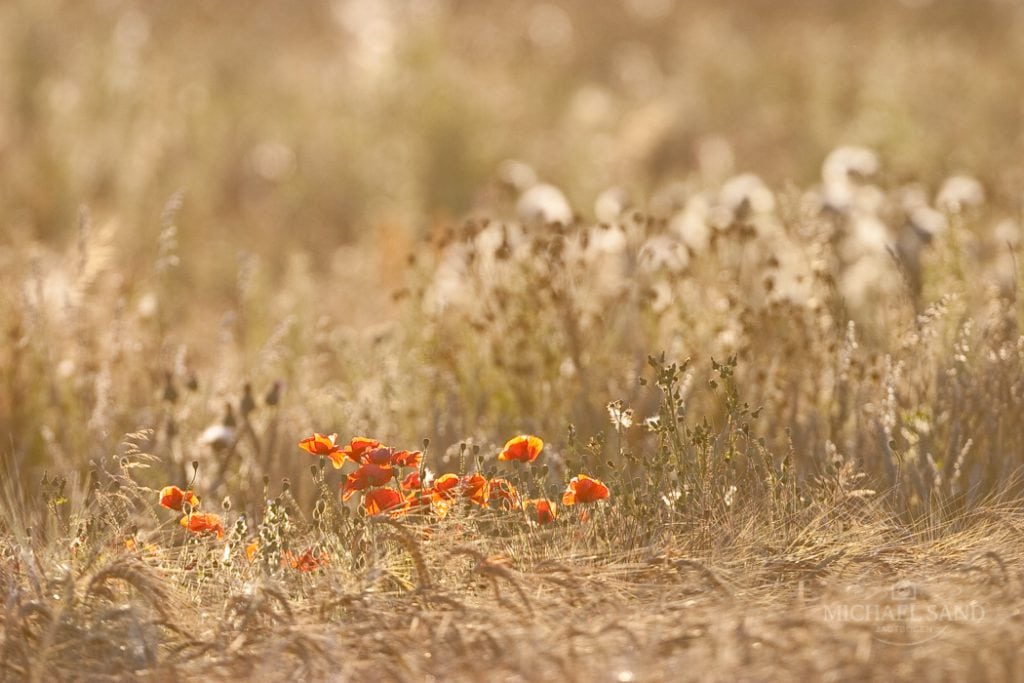 Færre bier giver også dårligere vildtagre Færre bier giver også dårligere vildtagre