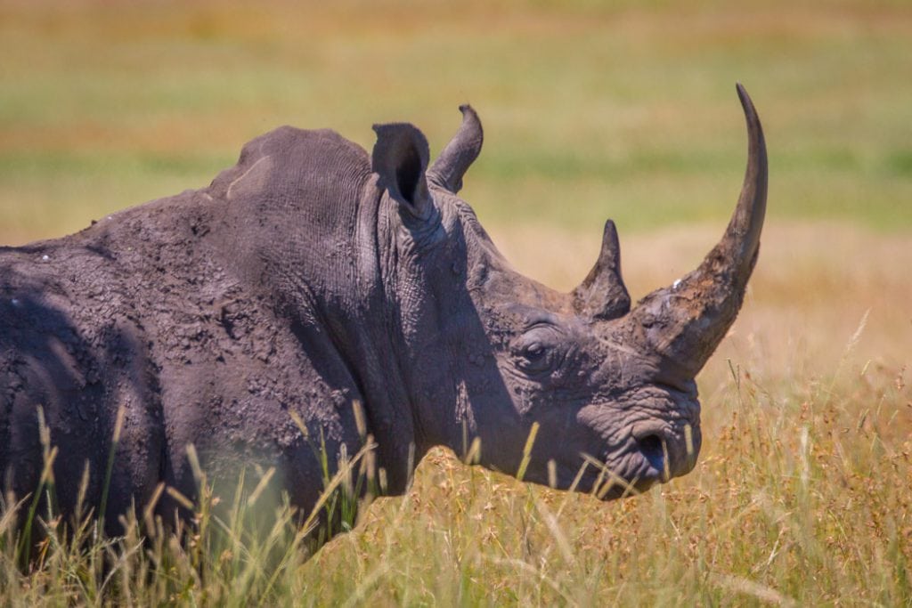 WWF opfordrer til edsaflæggelse