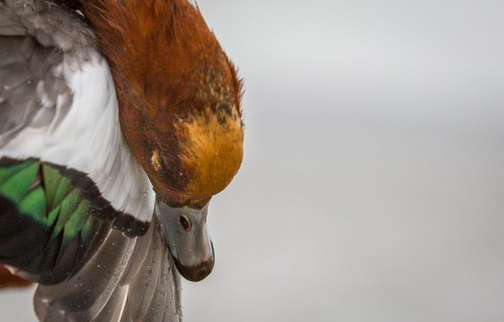 Fugleinfluenzaen breder sig blandt vilde fugle
