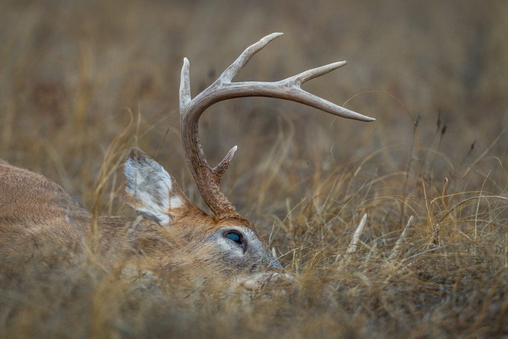 Nyjæger på 7 år nedlægger hjort