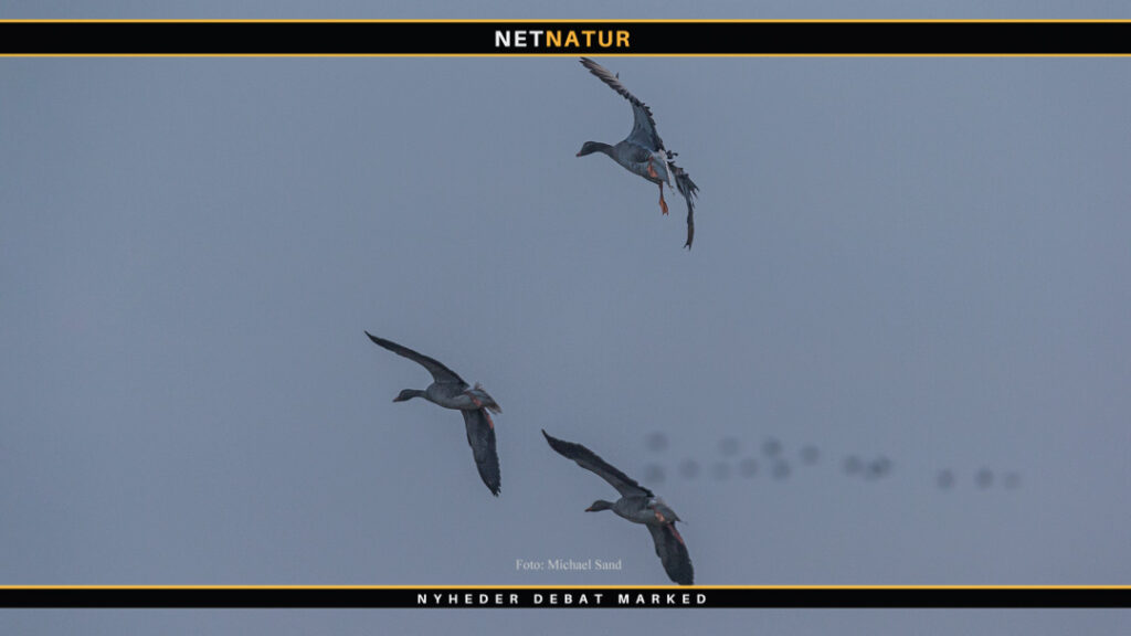 På fuglekig i Margrethe Kog