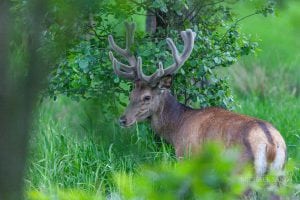 Udbud vedr. forskning og rådgivning om fugle og pattedyr på plads