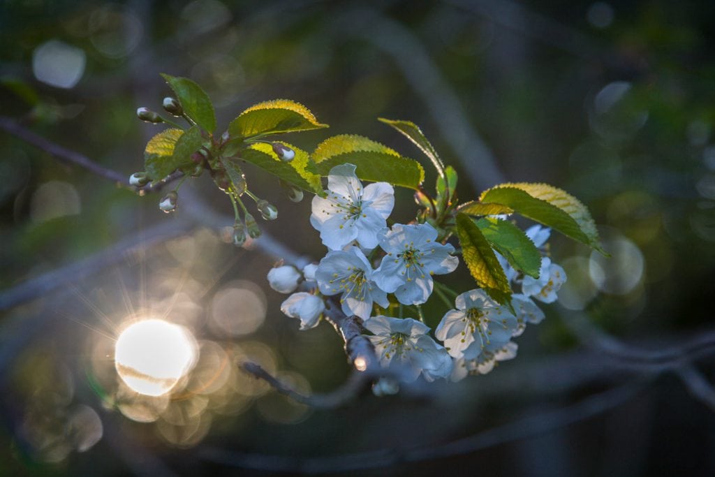 Massedød blandt bier