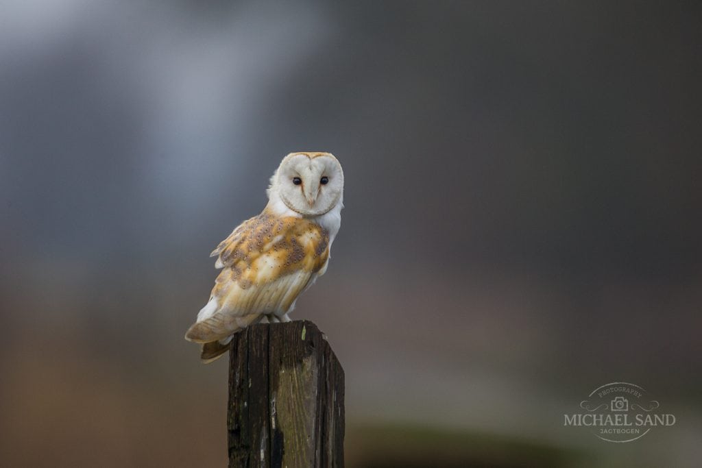 Sløruglen atter på rette kurs