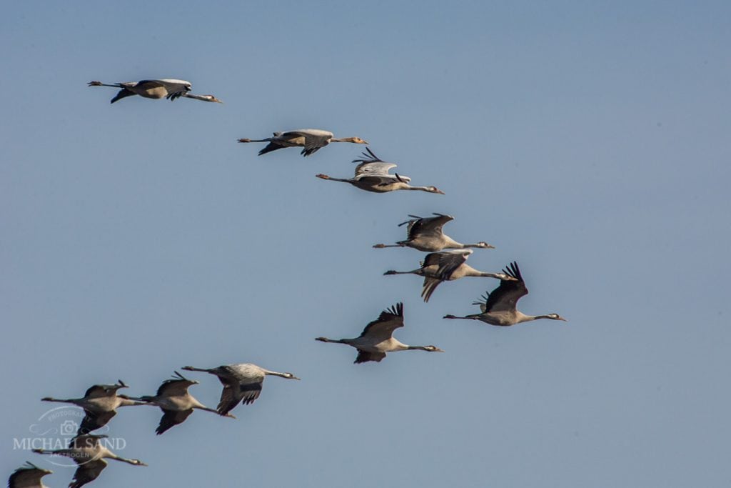 Tæt på 1.000 ynglende trane-par i Danmark Masser af traner i dette efterår