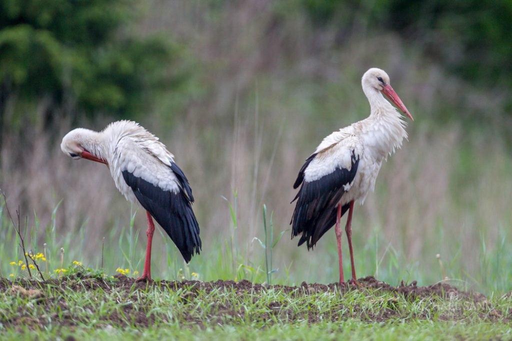 WWF: Danmark langt fra at opfylde FN’s naturmål WWF: Danmark langt fra at opfylde FN’s naturmål