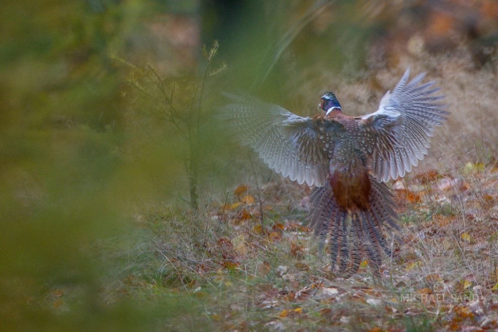 Møde i Vildtforvaltningsrådet - hent dagsorden her