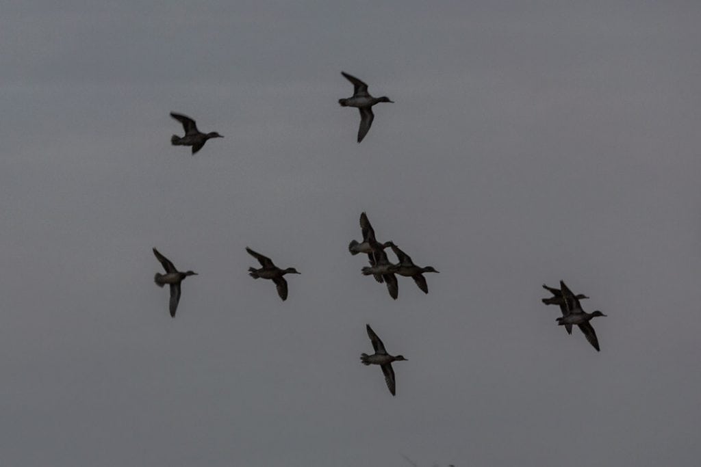 Jagt udlejes med 20 ha stor sø