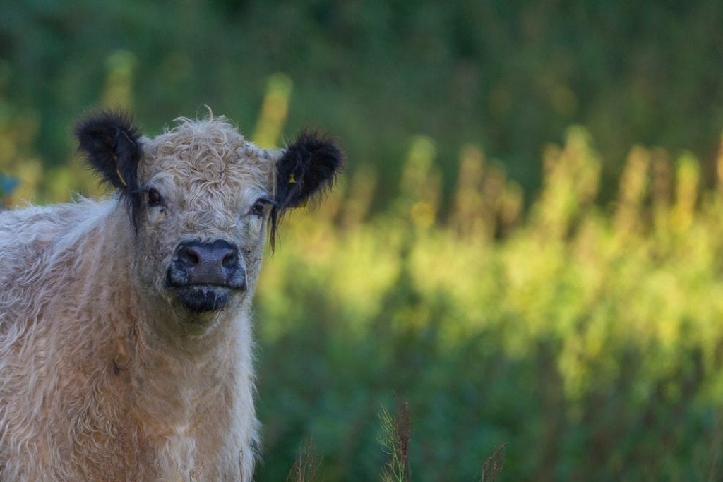 Plejeplaner skal forbedre heder, overdrev og enge