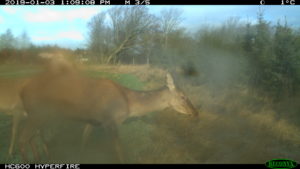 Vildtkamera afslører anskydning