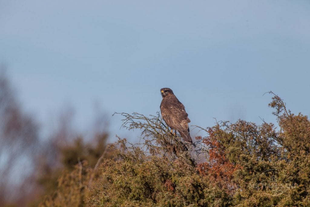 Kend dine vildtplanter: Ene eller enebær Kend dine vildtplanter: Ene eller enebær