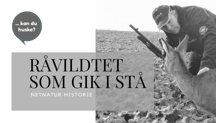 Historie: Råvildt stivnet i rapsmark