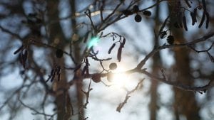 Kend dine vildtplanter: Rødel Kend dine vildtplanter: Rødel