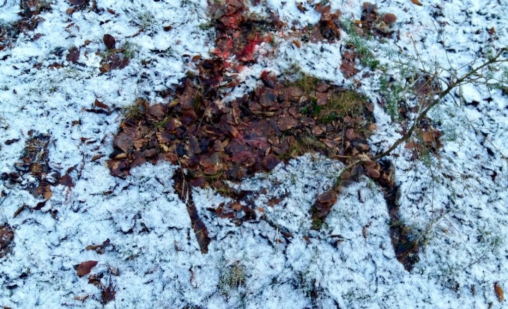 Drivjagt på råvildt i snevejr Drivjagt på råvildt i snevejr