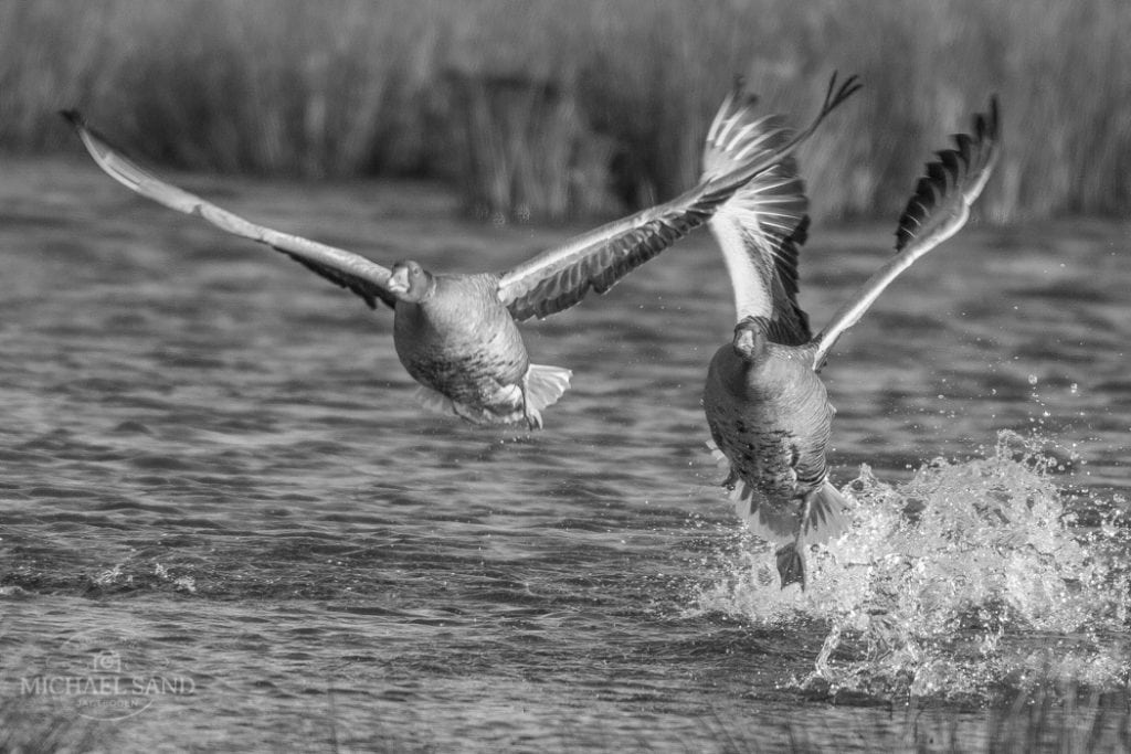 Jagttegnsmidler skulle der skilte med