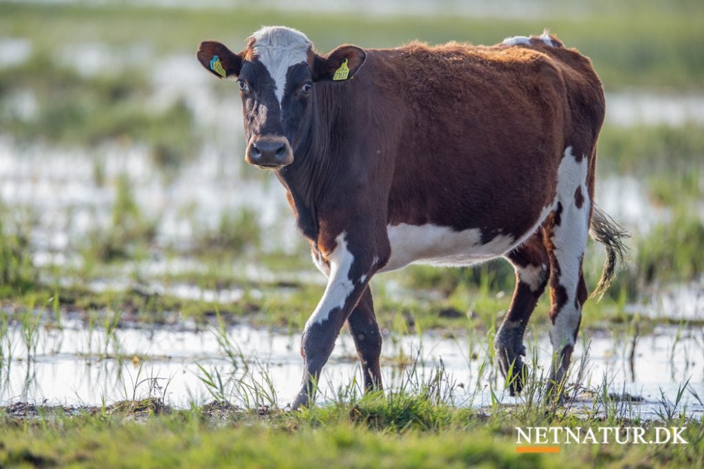 Landmænd får naturpleje på skoleskemaet