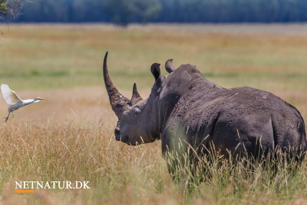 Overtrædelser af CITES-regler straffes hårdere