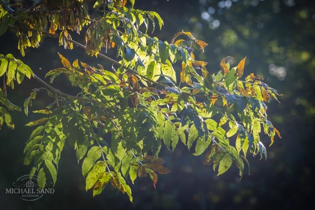 Kend dine vildtplanter: Ask