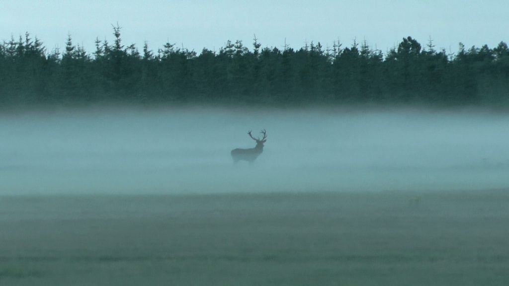Kommentarer til "16 nordjyske drømmehjorte"