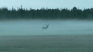 Kommentarer til "16 nordjyske drømmehjorte"