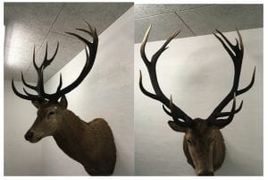 Kæmpehjorten fra Lild