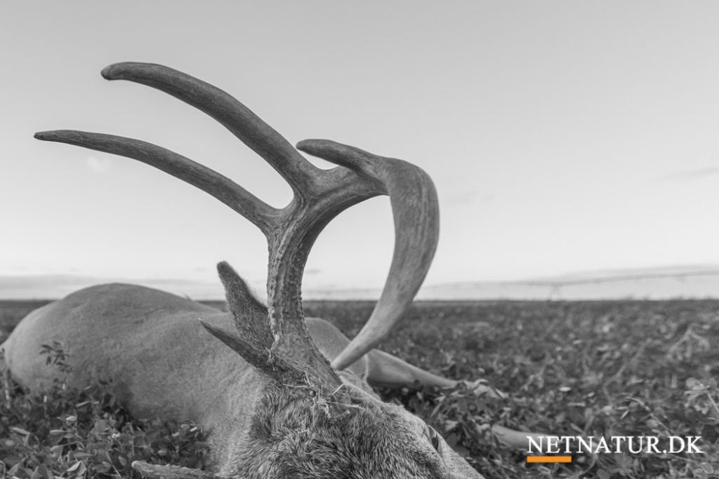 Søndagsfilm: Whitetail