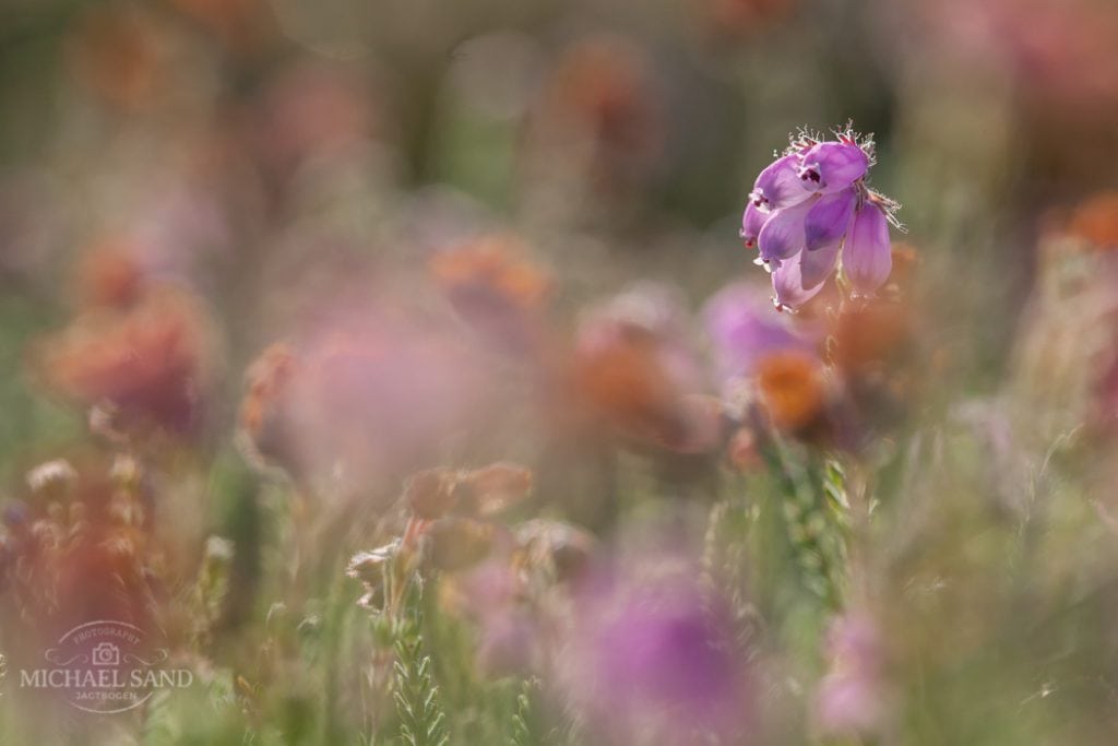 Hede har plads til et rigere plante- og dyreliv