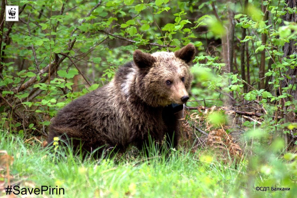 Pirin Nationalpark i Bulgarien truet